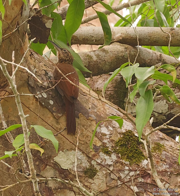 Cocoa Woodcreeper