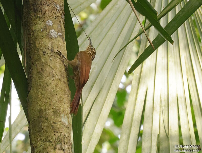 Cocoa Woodcreeper