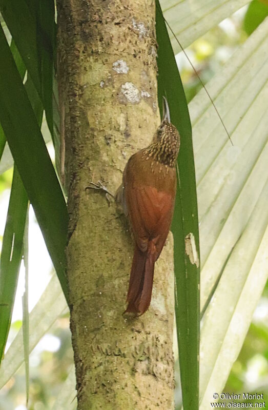 Cocoa Woodcreeper