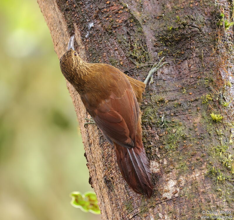 Strong-billed Woodcreeper