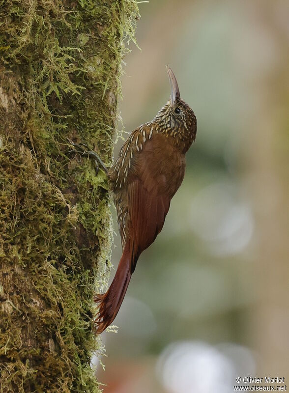 Montane Woodcreeper