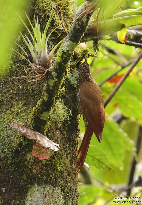 Spot-crowned Woodcreeper