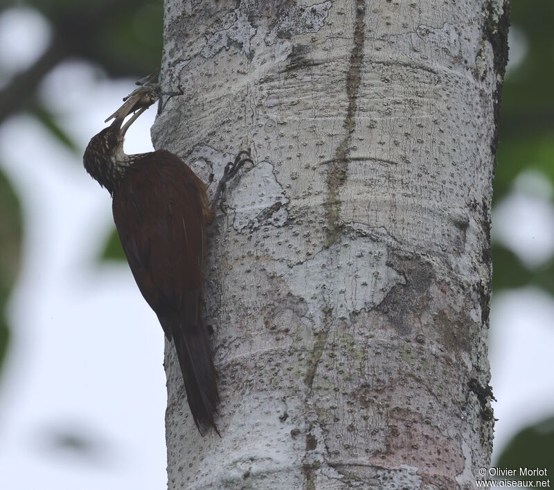 Long-billed Woodcreeper