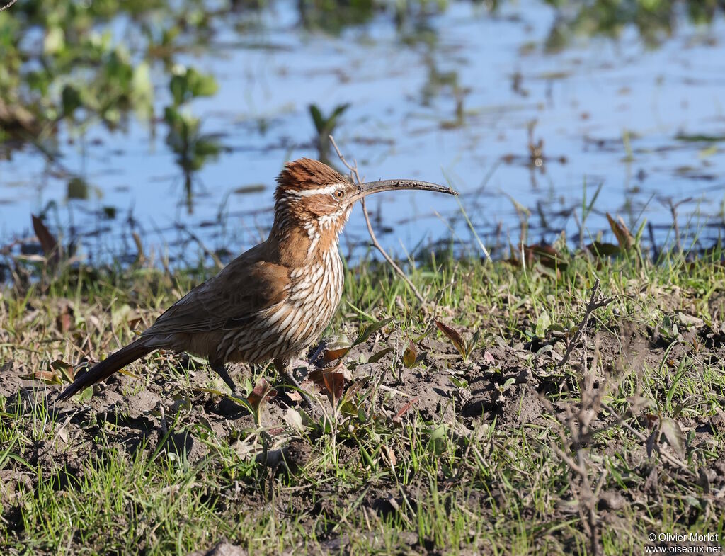 Scimitar-billed Woodcreeper