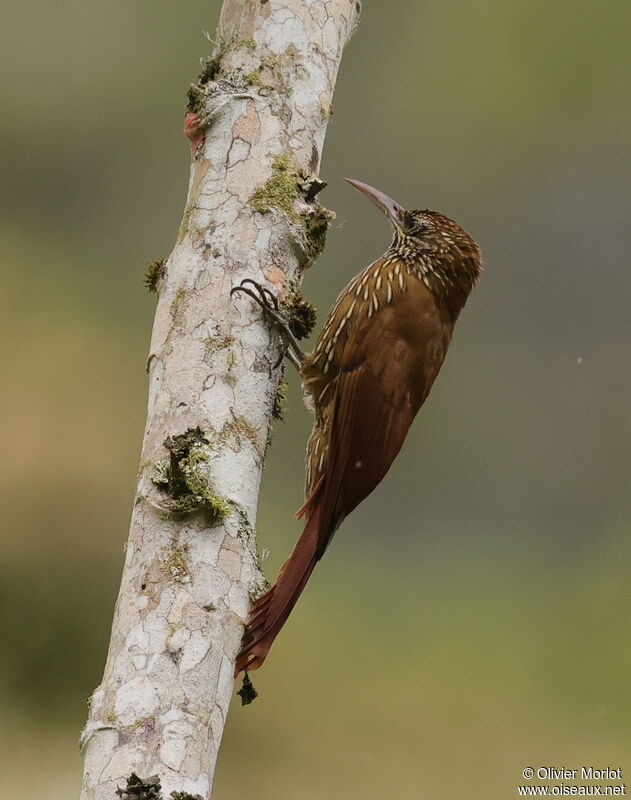 Spotted Woodcreeper