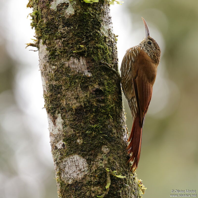 Spotted Woodcreeper