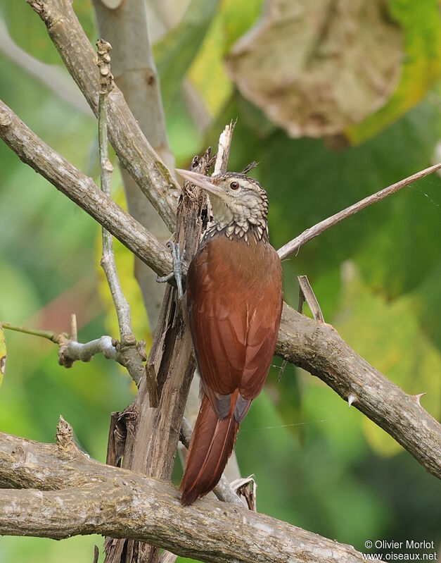 Straight-billed Woodcreeper