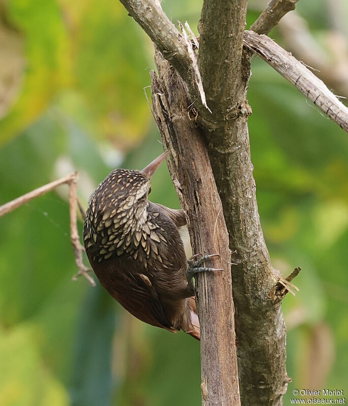 Straight-billed Woodcreeper