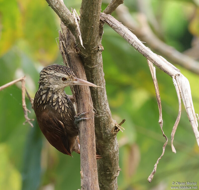 Straight-billed Woodcreeper