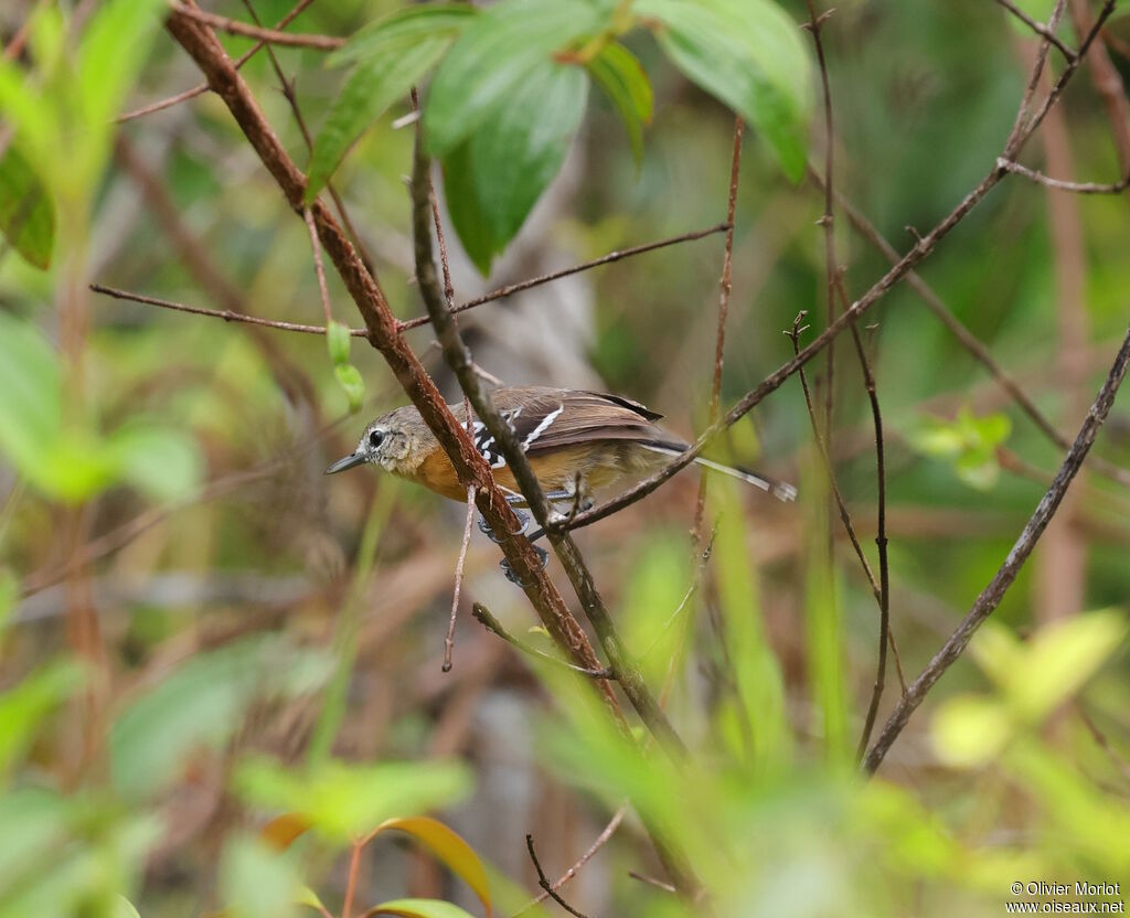 Grisin de Cayenne femelle