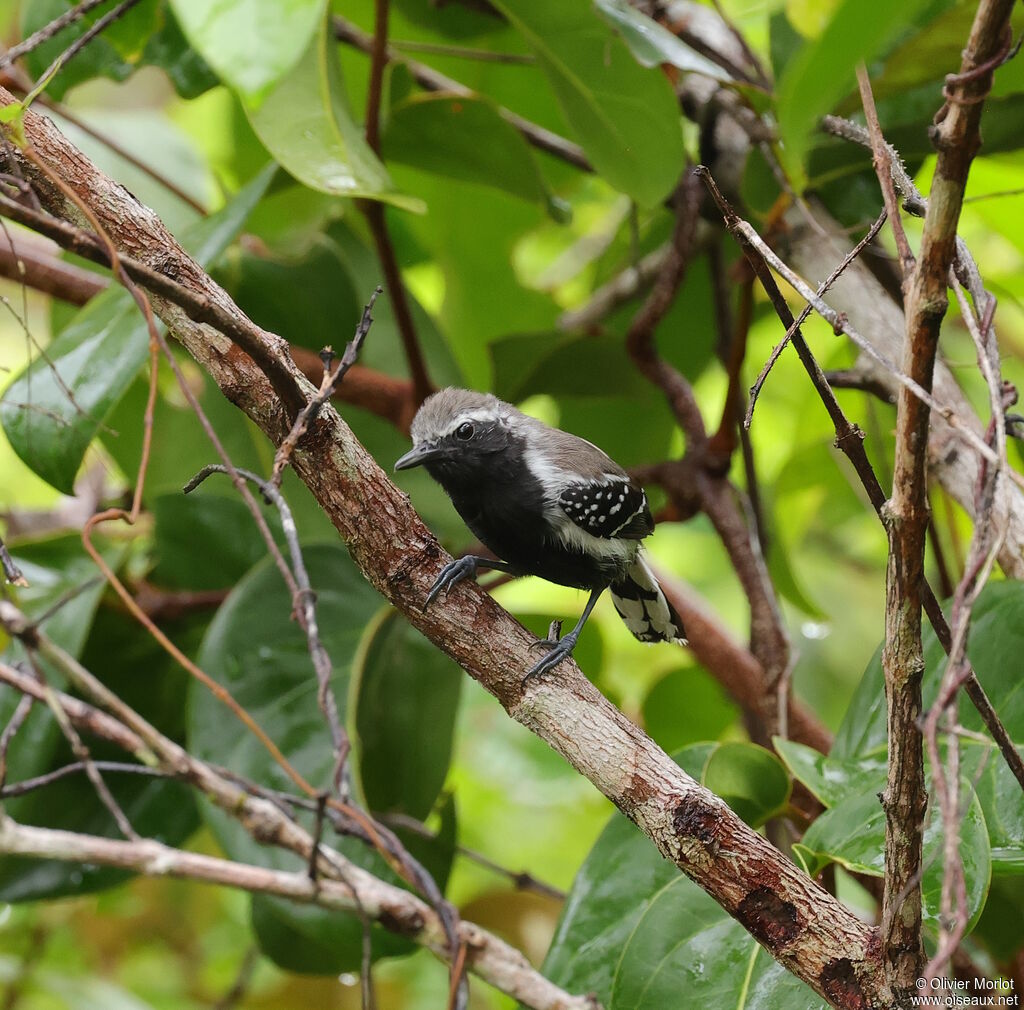 Grisin de Cayenne mâle