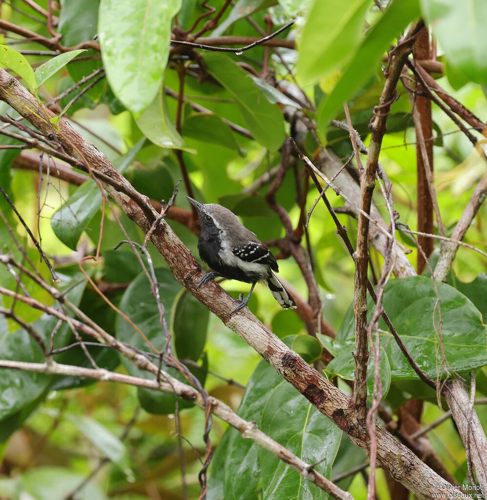 Grisin de Cayenne mâle