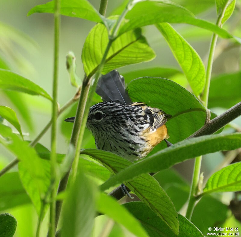 Streak-headed Antbird male