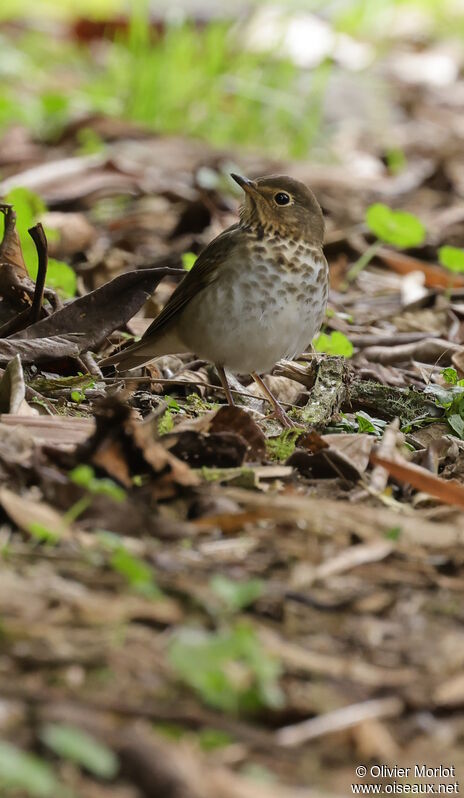 Swainson's Thrush