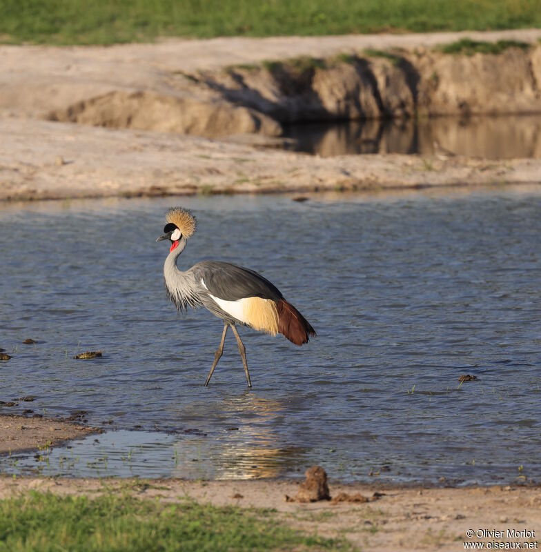 Grey Crowned Crane