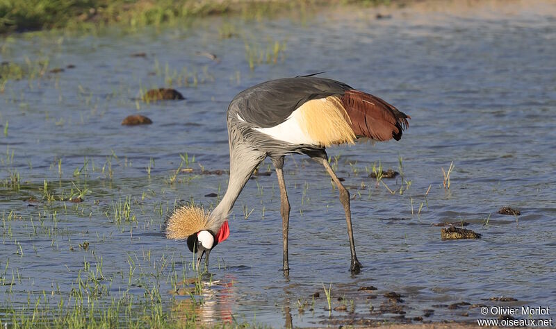 Grey Crowned Crane