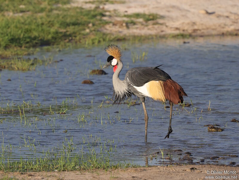 Grey Crowned Crane