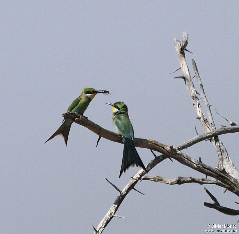 Swallow-tailed Bee-eater