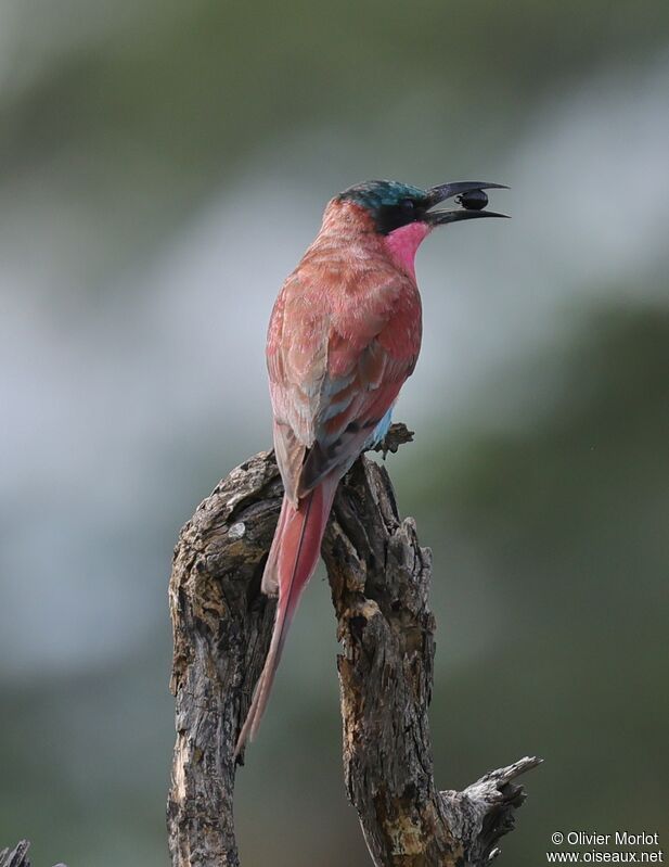 Southern Carmine Bee-eater