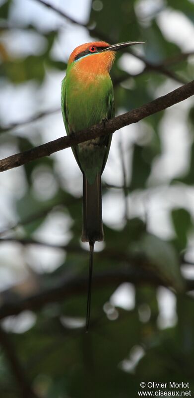 Böhm's Bee-eater