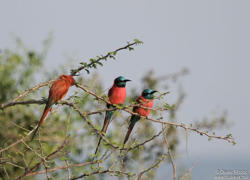 Northern Carmine Bee-eater