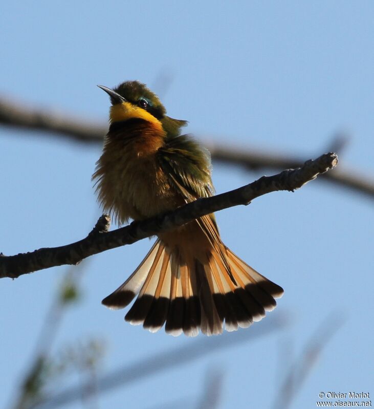 Little Bee-eater