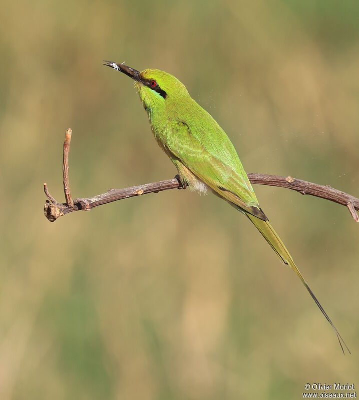 African Green Bee-eater