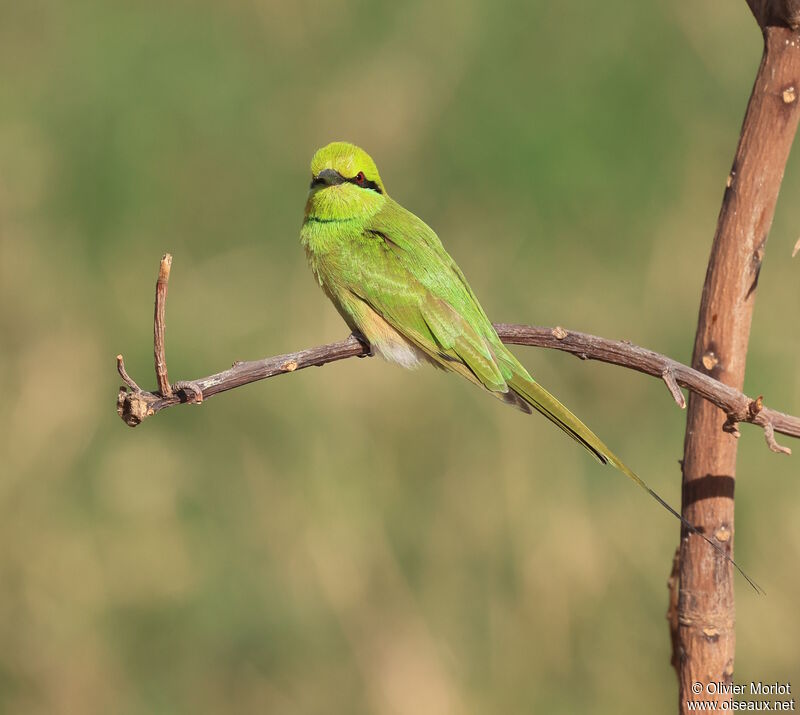 African Green Bee-eater