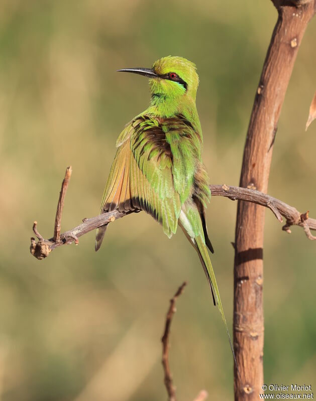 African Green Bee-eater