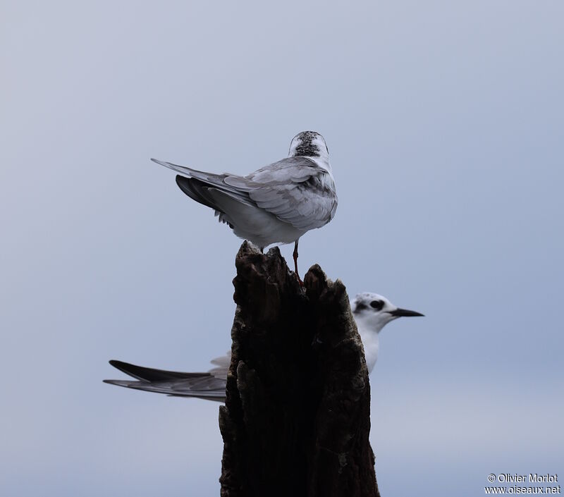 Black Tern