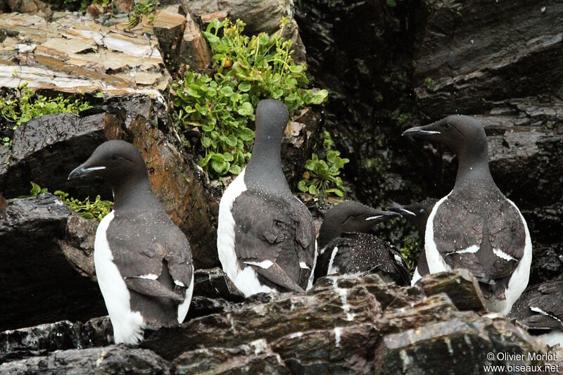 Guillemot de Brünnich