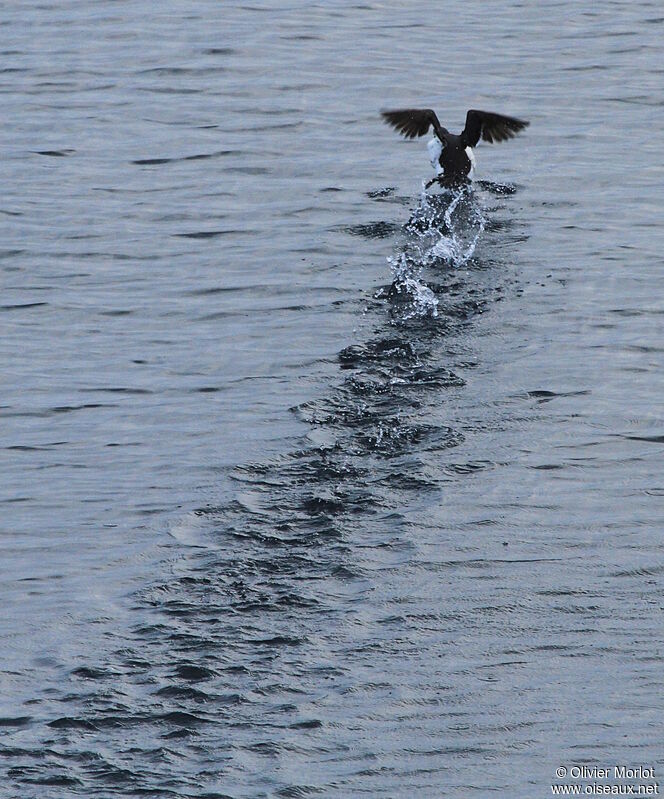 Common Murre