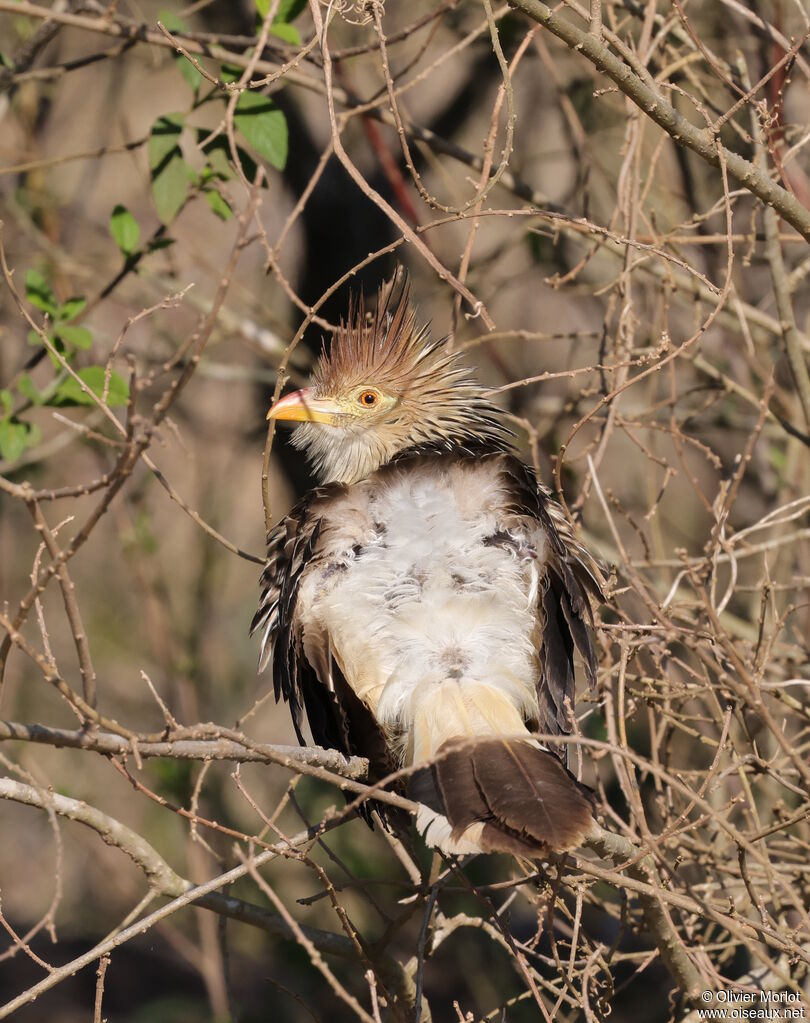 Guira cantara
