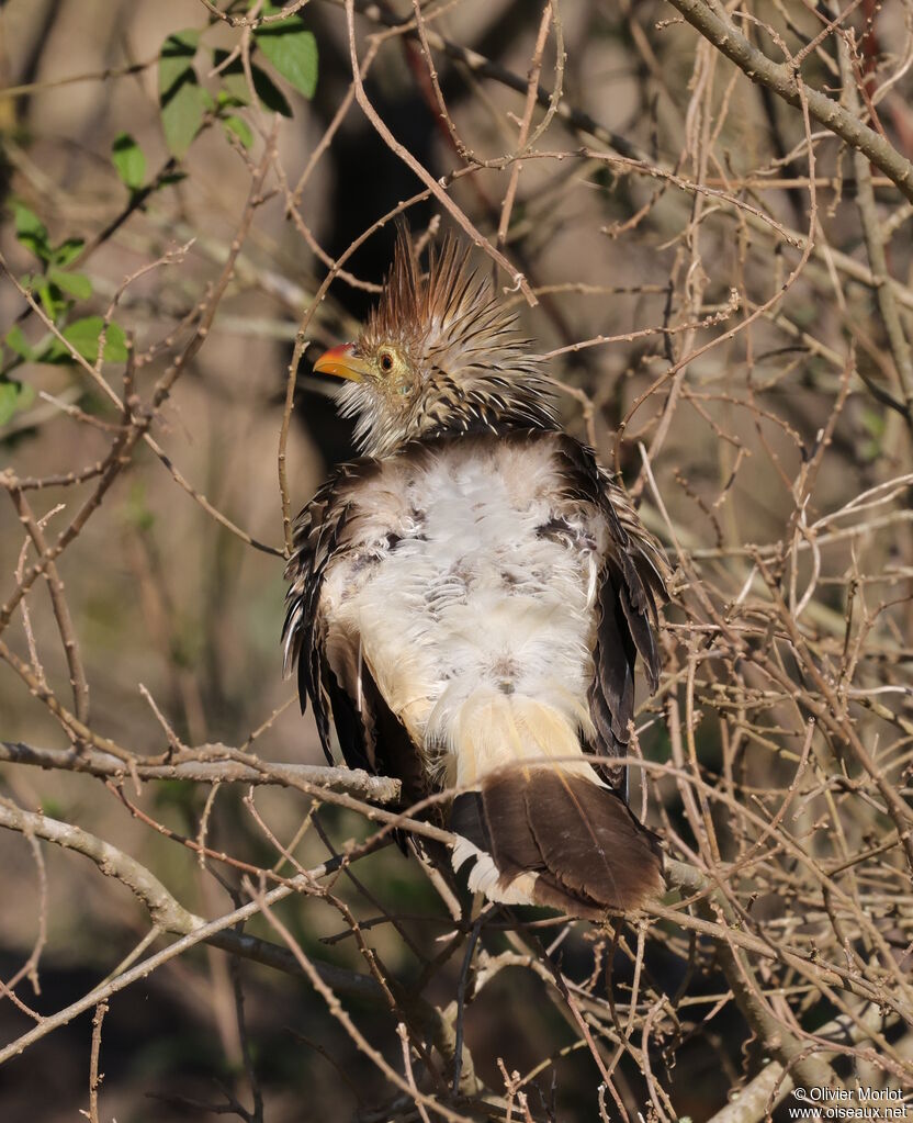 Guira cantara