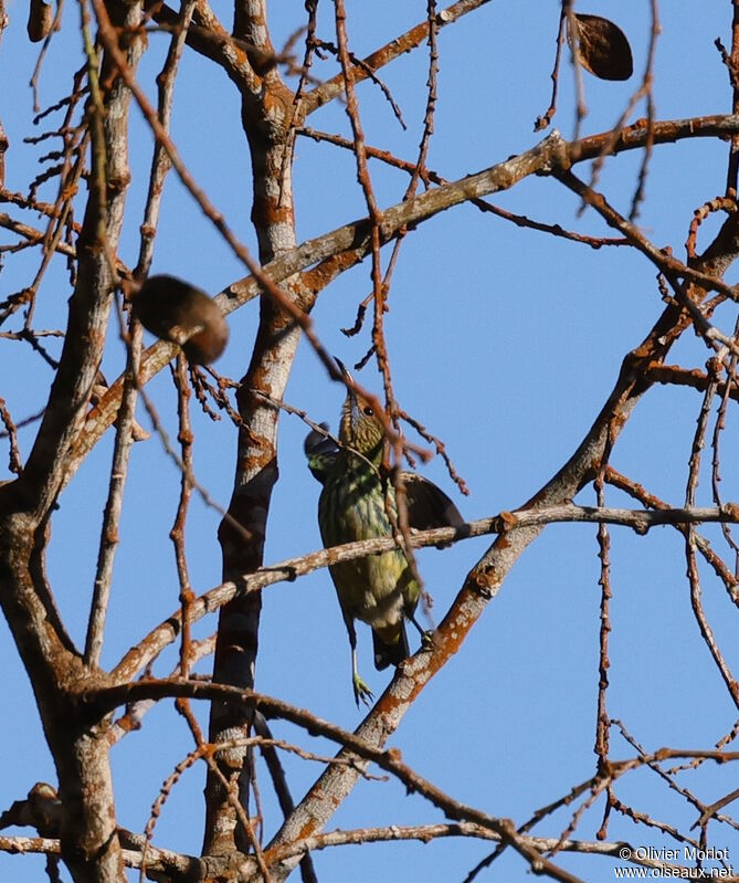 Purple Honeycreeper female