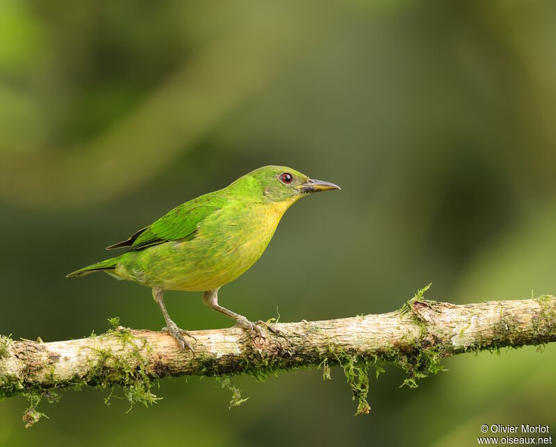 Green Honeycreeper female