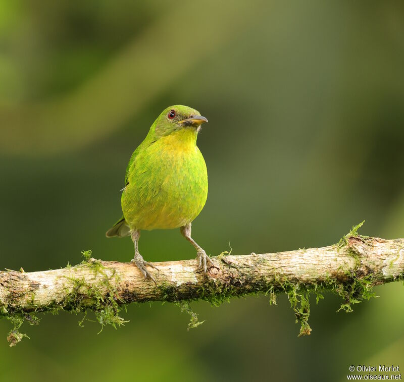 Green Honeycreeper female