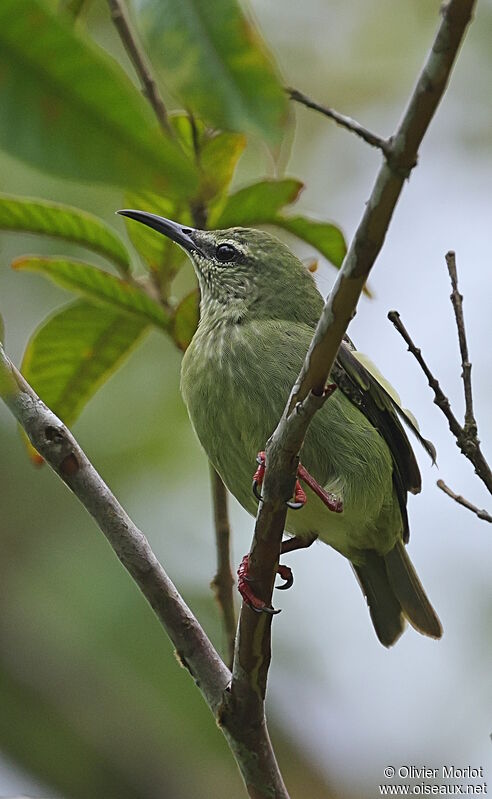 Red-legged Honeycreeper female