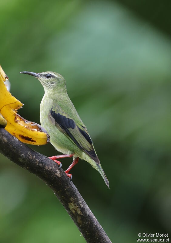 Red-legged Honeycreeper female