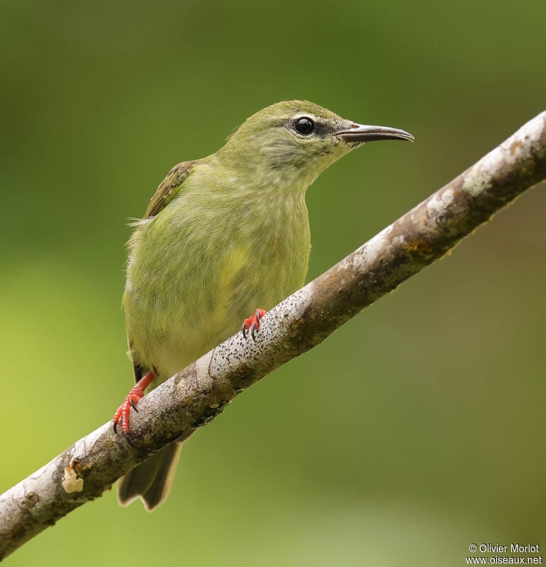 Red-legged Honeycreeper female