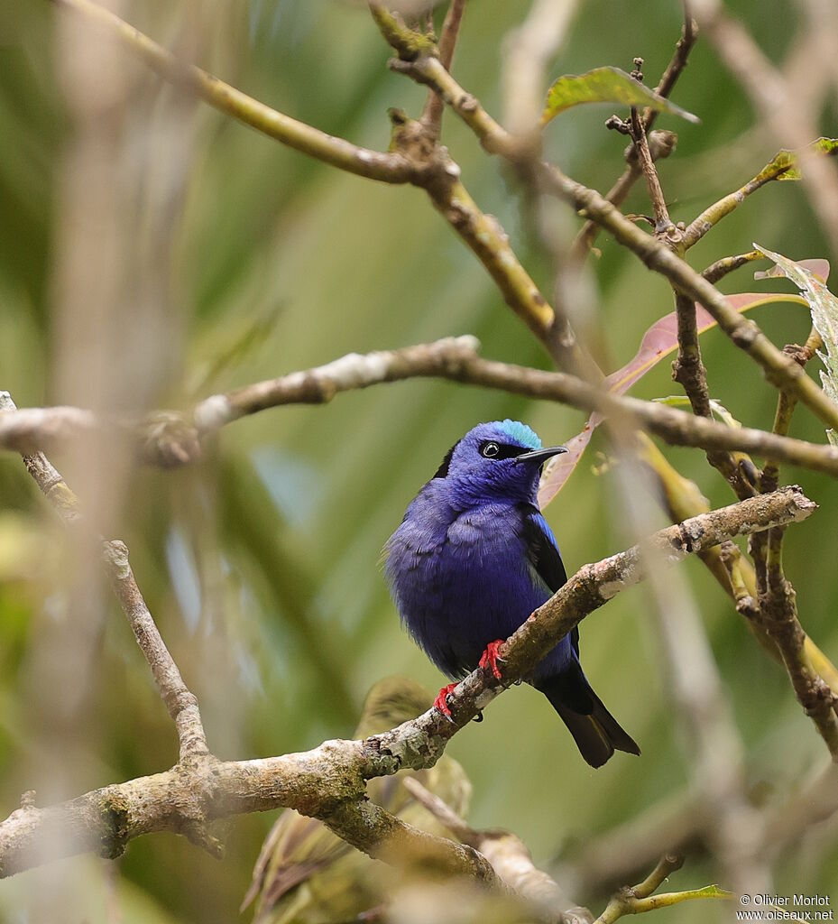 Guit-guit saï mâle