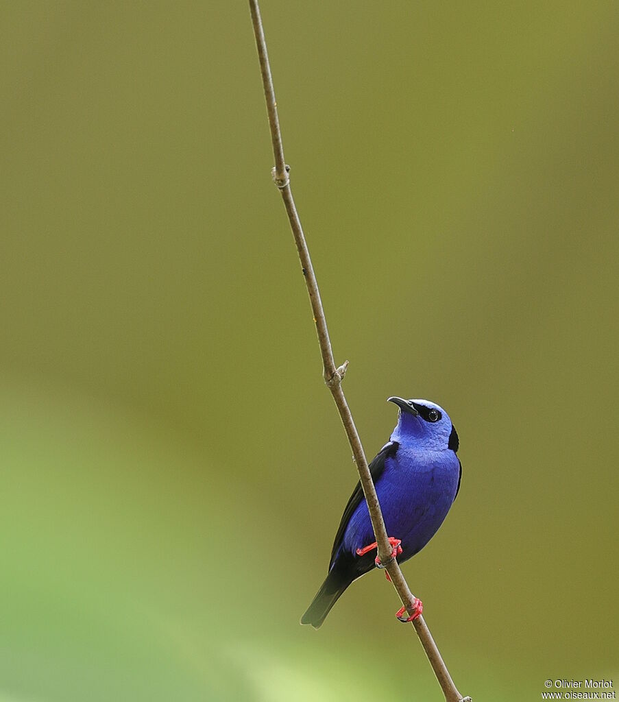 Guit-guit saï mâle