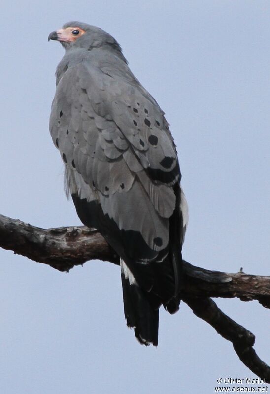 African Harrier-Hawk