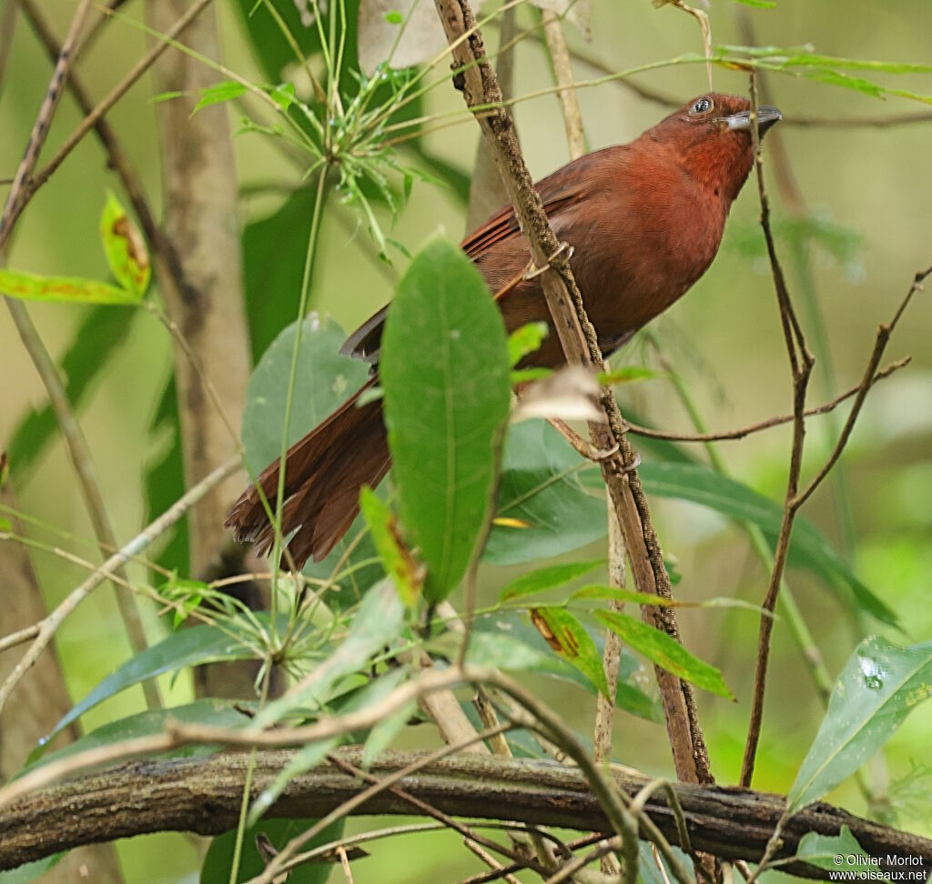 Habia à couronne rouge