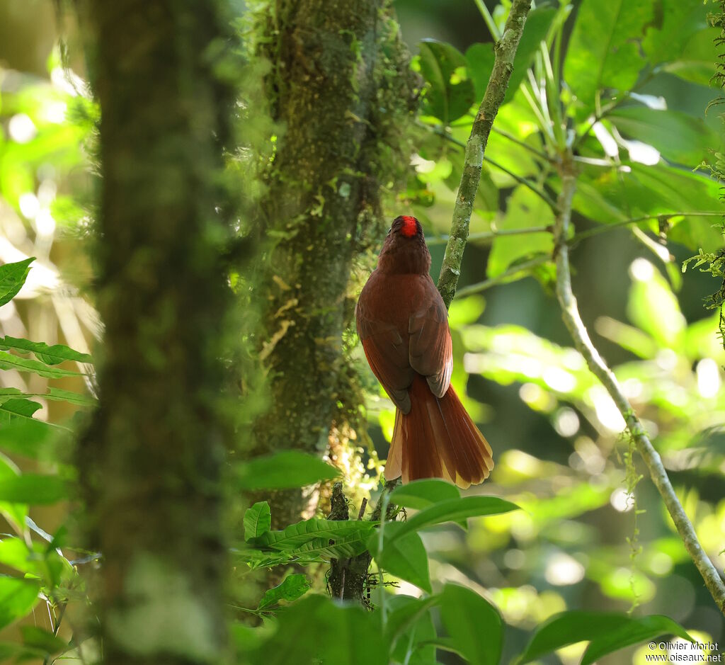 Red-crowned Ant Tanager