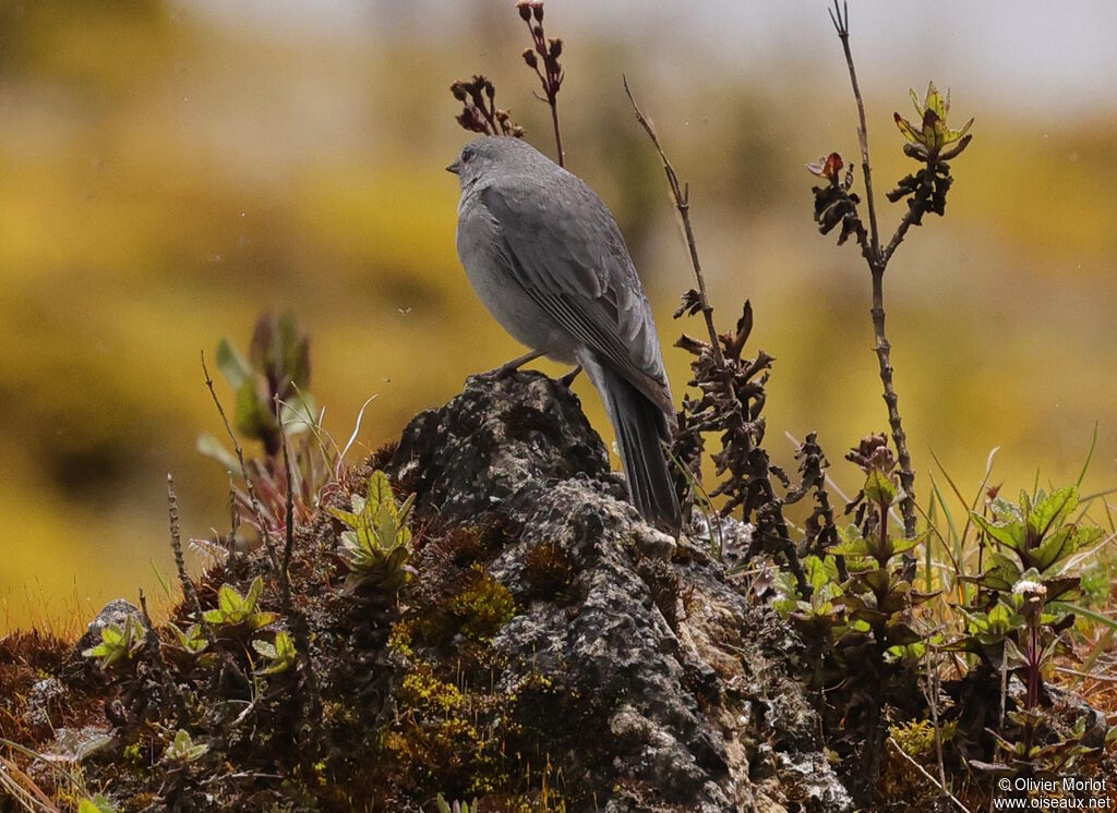 Haplospize gris-de-plomb