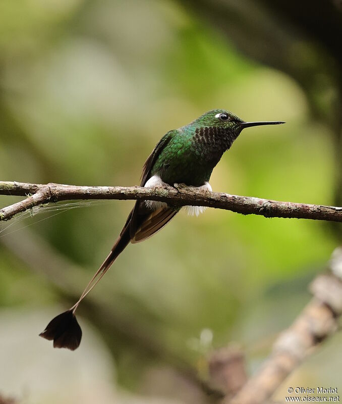 White-booted Racket-tail male