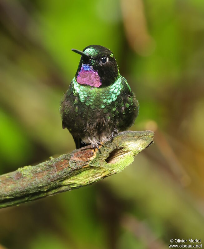 Héliange tourmaline