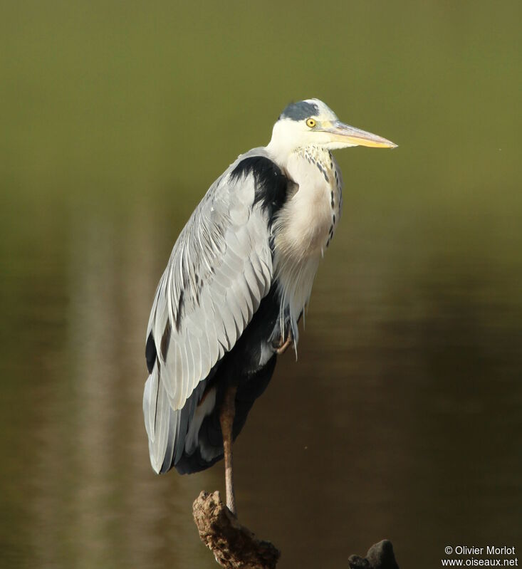 Grey Heron