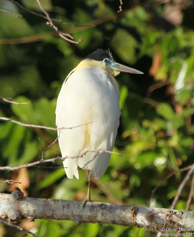 Capped Heron